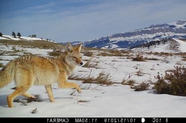 a coyote walks through snow